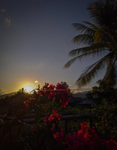 蓝天鲜花手机背景