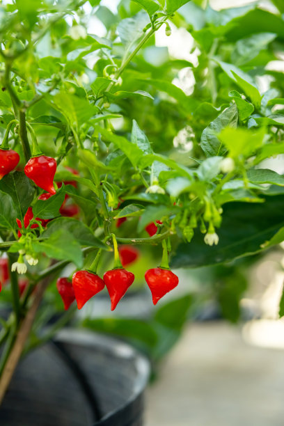 辣椒种植产业