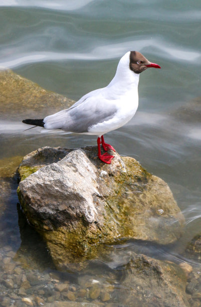 青海湖红嘴鸥