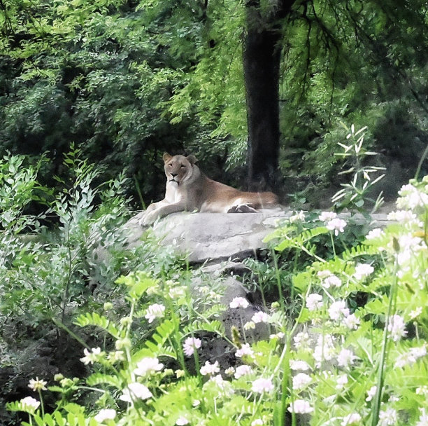 草丛中的母狮