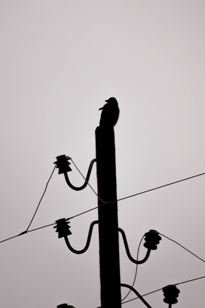 电线上栖息的小鸟