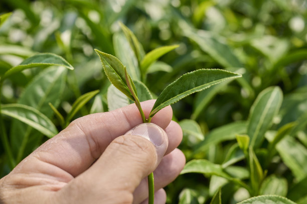 摘好的茶叶