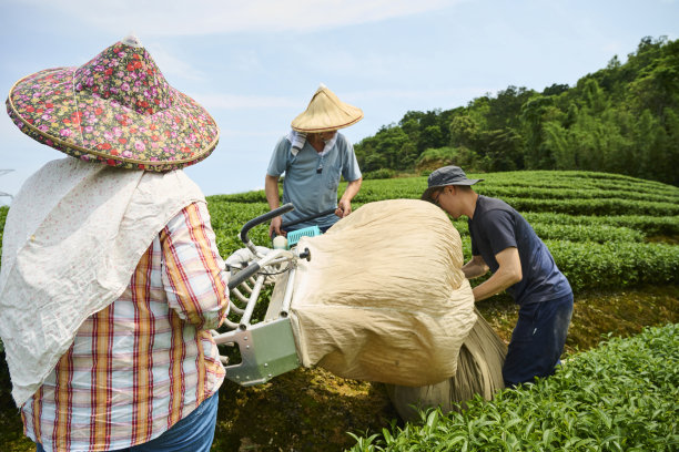 采茶女工