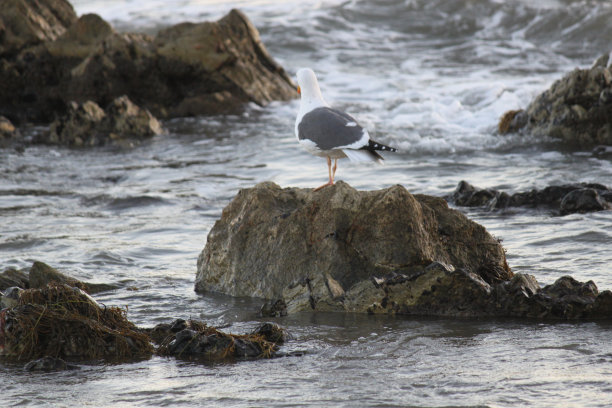 一只海鸥站在海边的岩石上