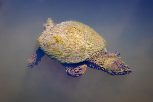 游水甲鱼