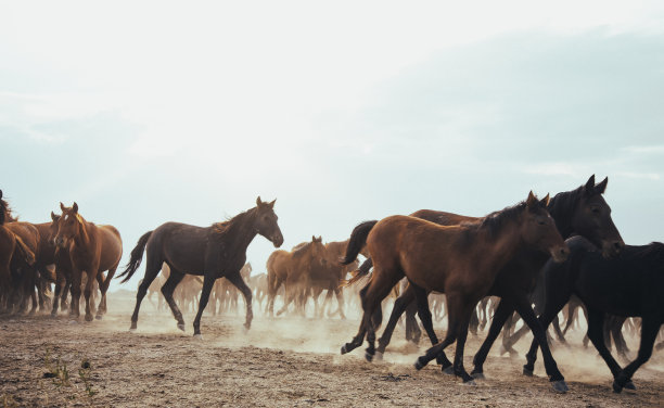 夏季草原奔跑的马群
