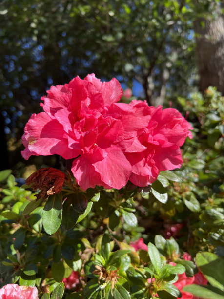 浪漫植树节