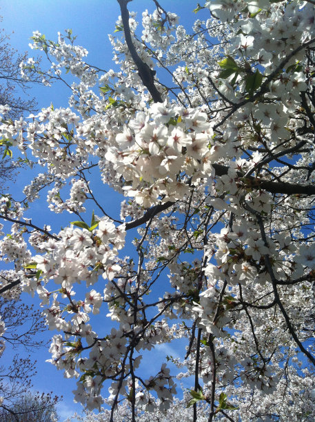 春天樱花活动拍照拍摄