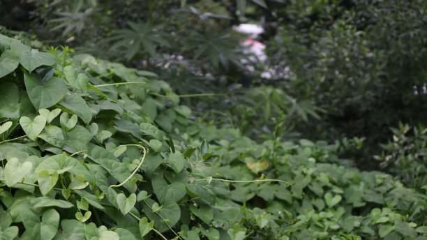 藤蔓植物墙