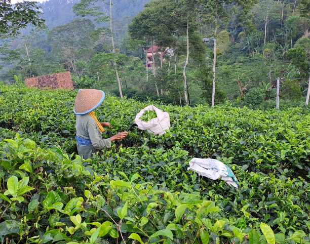 香草手牵手