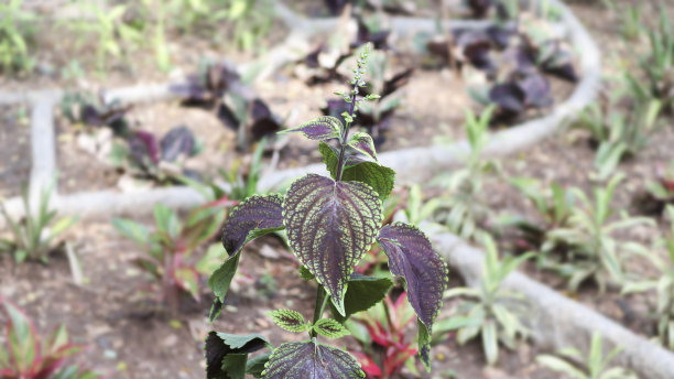 荷花莲花荷叶特写叶脉纹理