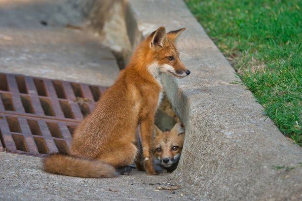两只小狐狸 