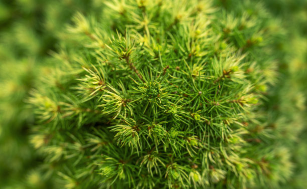 仙人掌 针叶植物