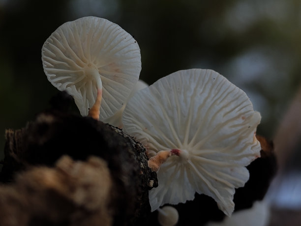 洁白的蘑菇云