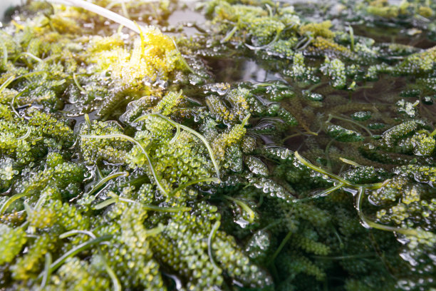 海葡萄海藻