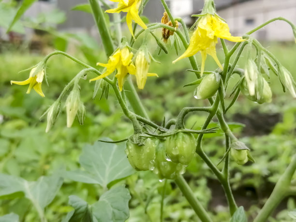 大棚樱花