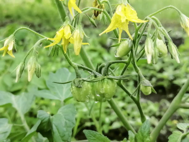 大棚樱花