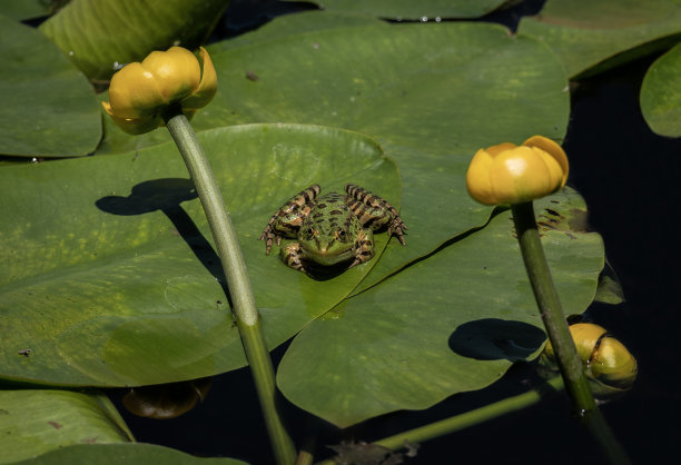 林荫莲