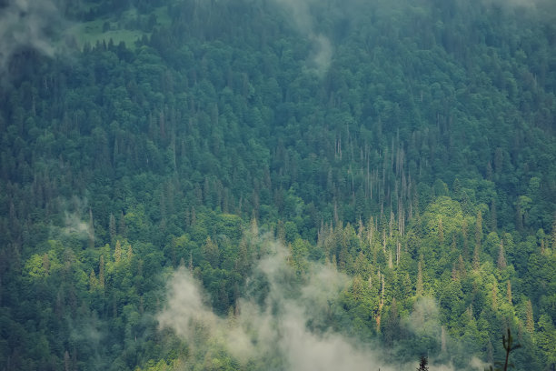 风景素材薄雾远山草地树林