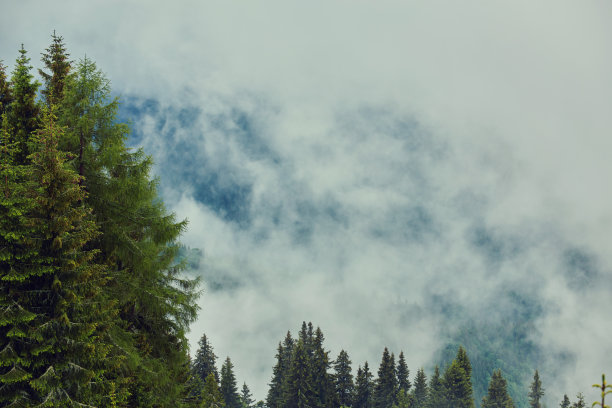 风景素材薄雾远山草地树林