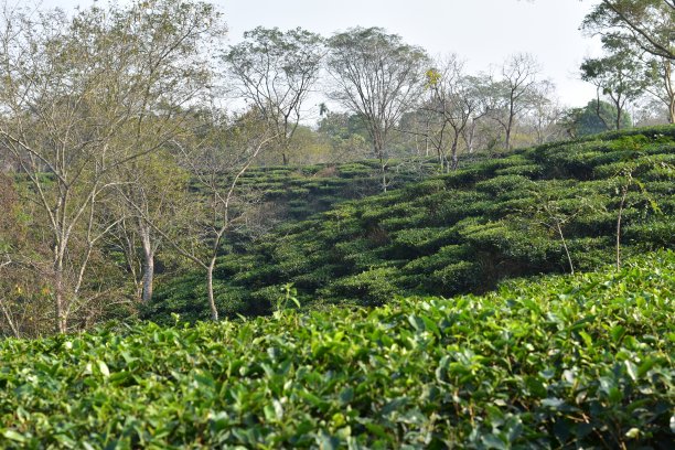 丘陵茶园