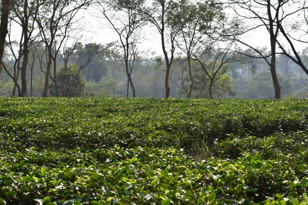 丘陵茶园