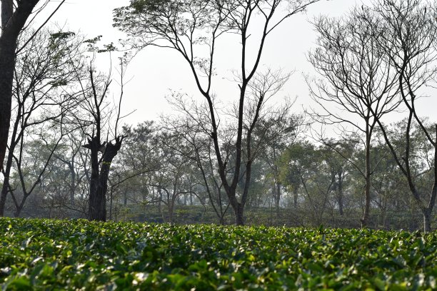 丘陵茶园