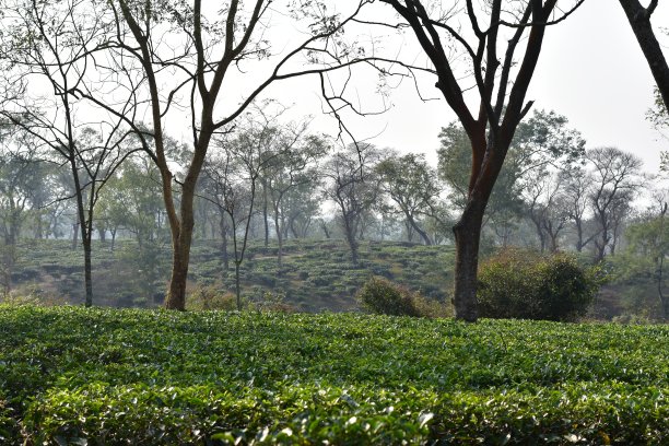 丘陵茶园