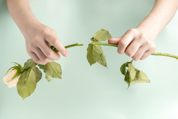 爱人情侣爱心植物