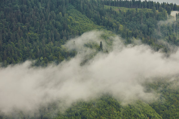 风景素材薄雾远山草地树林