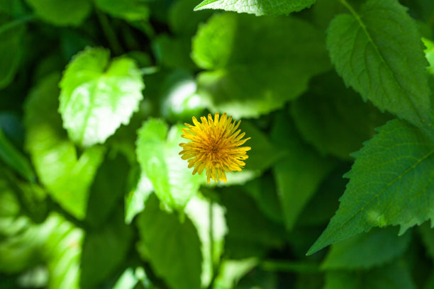 天山小黄花