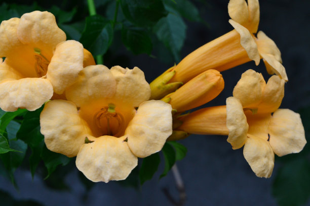 清明节彩页