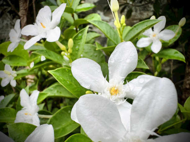 教师节素材