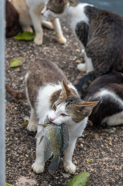 猫和鱼的旅行