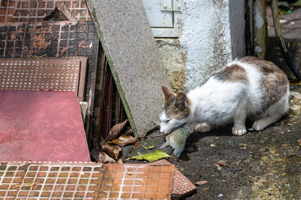 猫和鱼的旅行