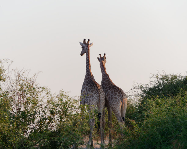 两只长颈鹿与树木游客