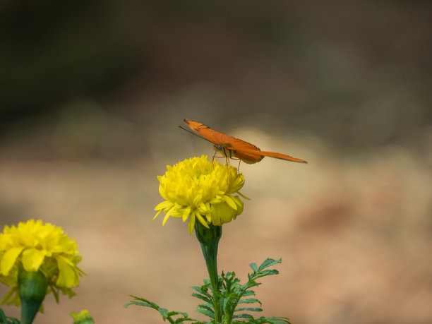 相思树花