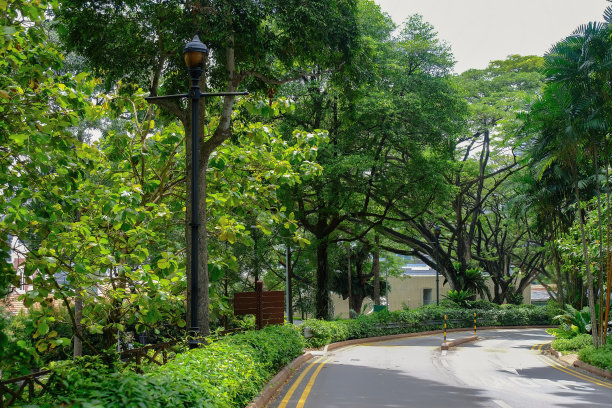 城市街道城市绿化模型