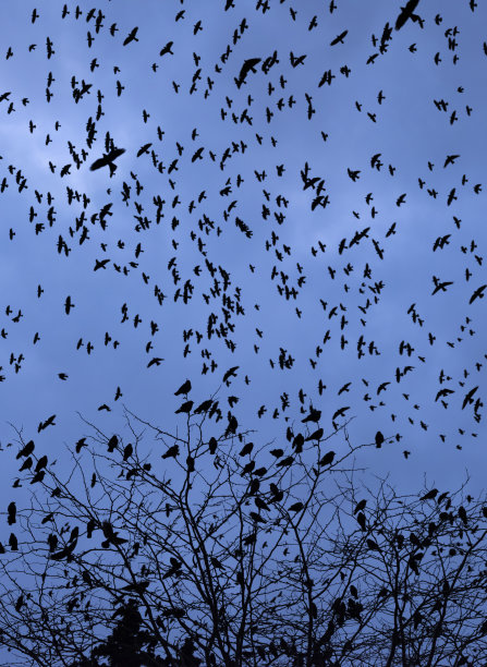 傍晚天空放飞的鸽子群