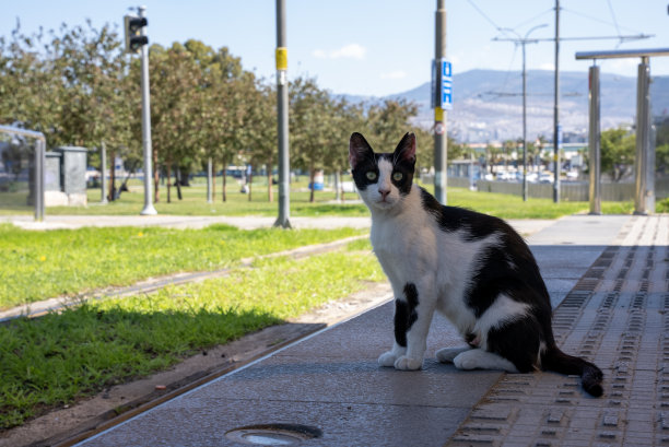 猫咪宠物可爱4k视频