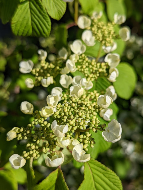 蝴蝶戏珠花