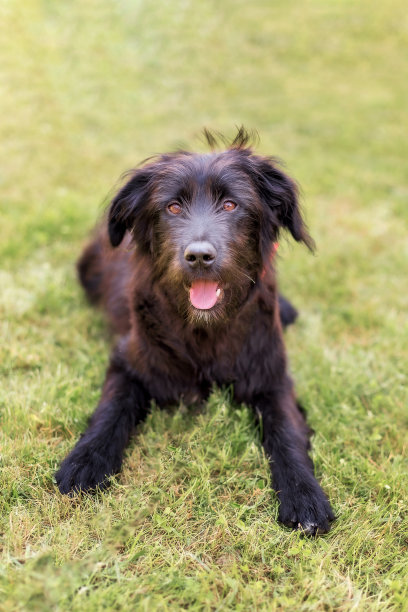 宠物训犬宣传单