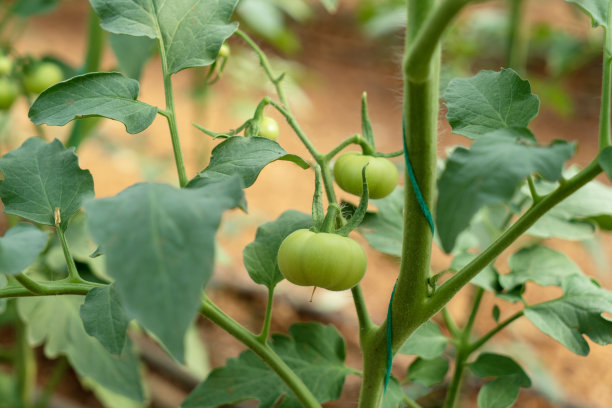 蔬菜种植园里的番茄