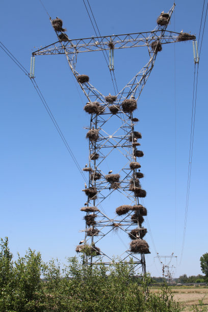 电力铁塔,鸟窝