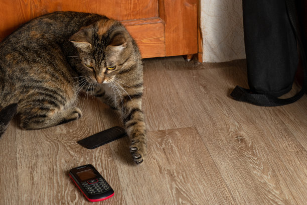 猫咪手机壳