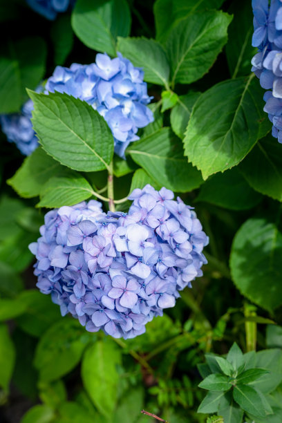 蓝紫色爱心绣球花