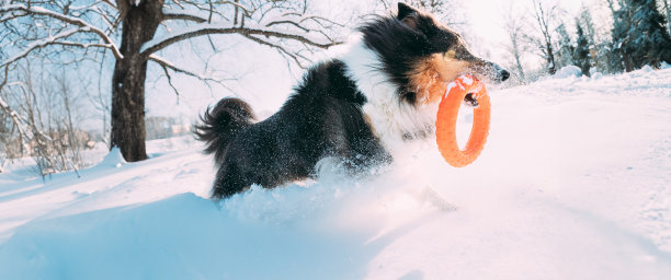 玩雪圈