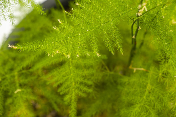 翠绿芦笋特写素材图片