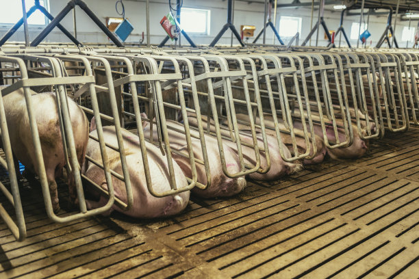 农家土猪肉宣传图片