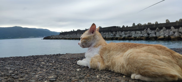 猫和鱼的旅行